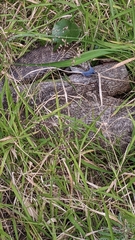 Tiliqua scincoides