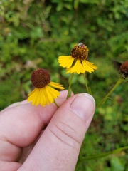 Helenium flexuosum