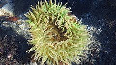 Anthopleura xanthogrammica