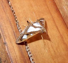 Glyphodes bivitralis