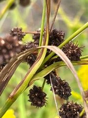 Scirpus