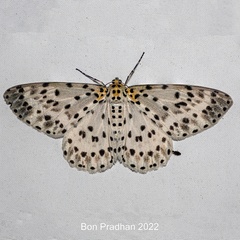 Percnia