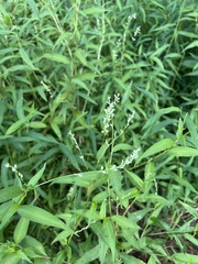 Persicaria punctata