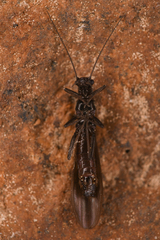 Plecoptera