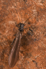 Plecoptera