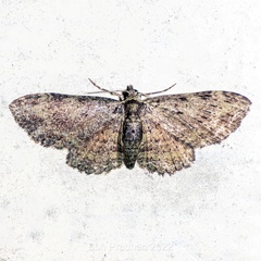 Larentiinae