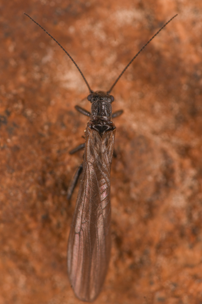 Pomoleuctra