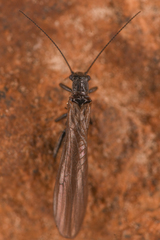 Plecoptera