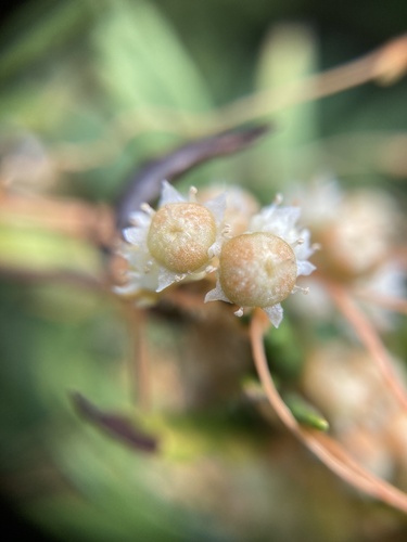 Cuscuta campestris
