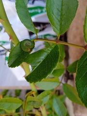 Symphyta