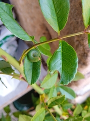 Symphyta