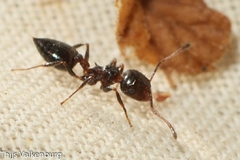 Crematogaster