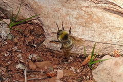 Bombus lucorum