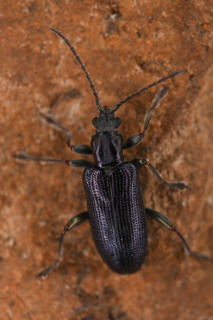 Dubious spade beetle
