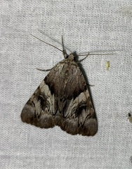 Catocala fulminea