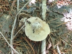 Amanita vaginata