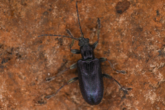 Donaciinae