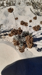 Helichrysum italicum