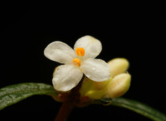 Pimelea axiflora axiflora