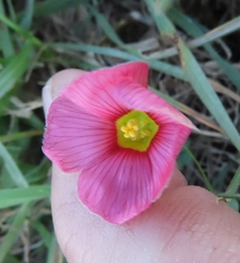 Oxalis obtusa