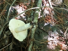 Amanita vaginata