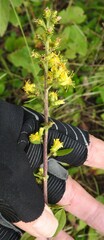 Solidago squarrosa