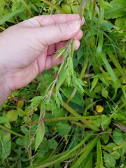 Dichanthelium scoparium