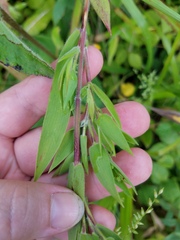 Dichanthelium scoparium