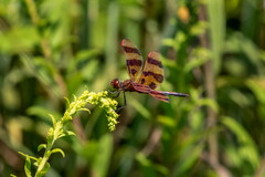 Celithemis eponina
