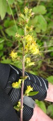 Solidago squarrosa