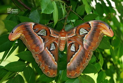 Attacus atlas