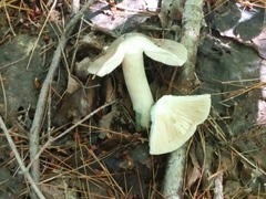 Amanita vaginata