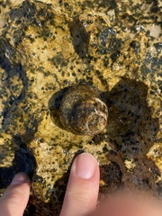 Phorcus turbinatus