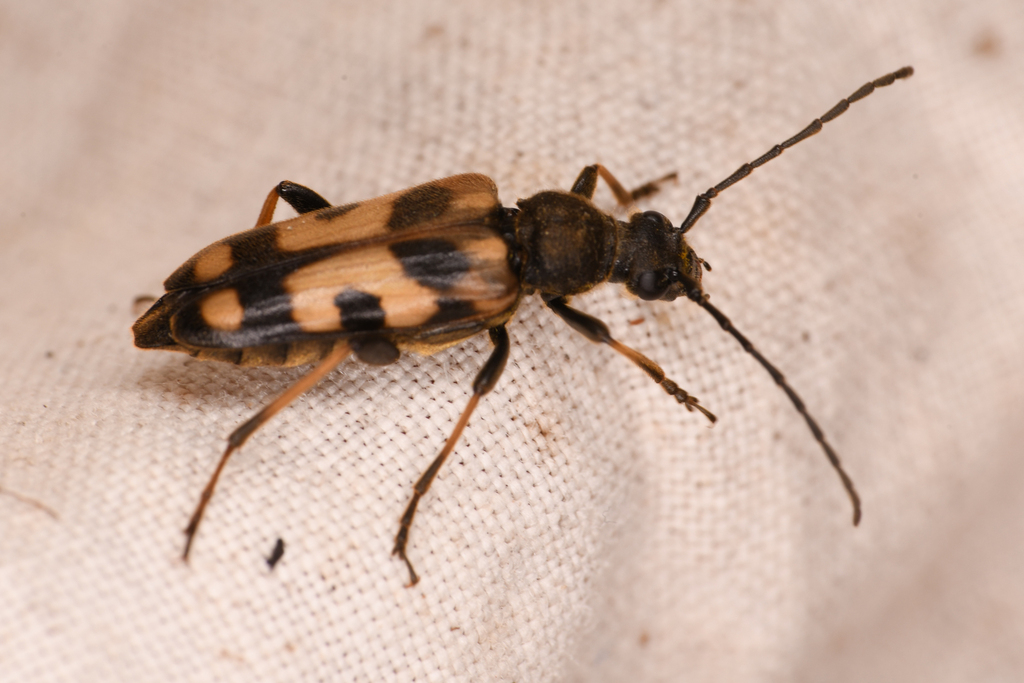 Xestoleptura tibialis