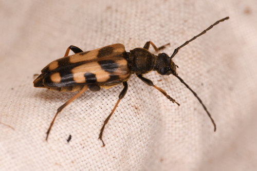 Rocky Mountain Long-horned Beetle