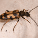 Xestoleptura tibialis - Photo (c) Chloe and Trevor Van Loon, some rights reserved (CC BY), uploaded by Chloe and Trevor Van Loon