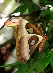 Attacus atlas