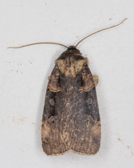 Pseudohermonassa bicarnea