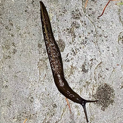 Limax cinereoniger
