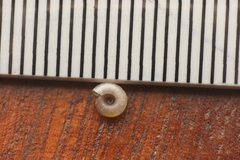 Minutiropa inexpectata