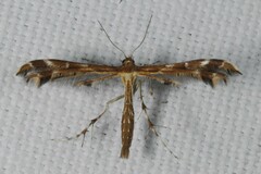 Oxyptilus