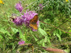 Boloria