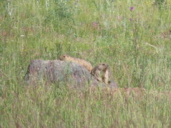 Marmota bobak