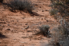 Anthus australis