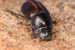 Diapterna omissa