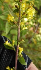 Solidago squarrosa