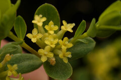 Pimelea flava flava