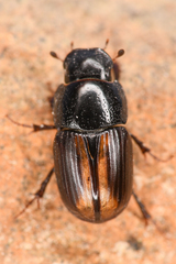 Diapterna omissa