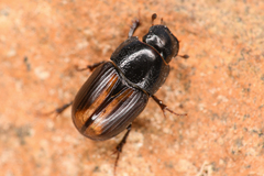 Diapterna omissa