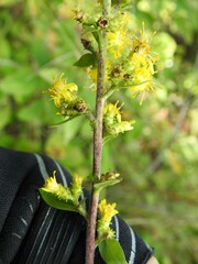 Solidago squarrosa